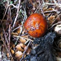 Cortinarius beeverorum image