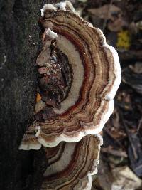 Trametes versicolor image