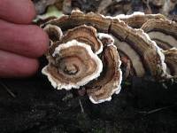 Trametes versicolor image