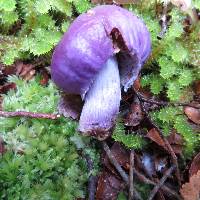 Cortinarius porphyroideus image