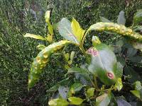 Puccinia coprosmae image