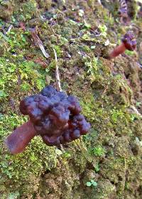 Gyromitra tasmanica image