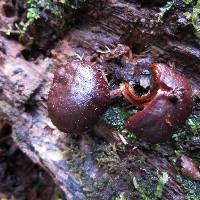 Hypholoma brunneum image