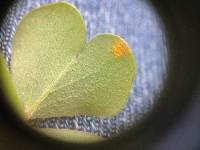 Puccinia oxalidis image