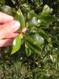 Puccinia coprosmae image