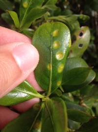 Puccinia coprosmae image