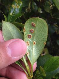 Puccinia coprosmae image