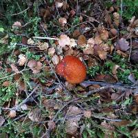 Cortinarius beeverorum image