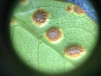 Puccinia coprosmae image