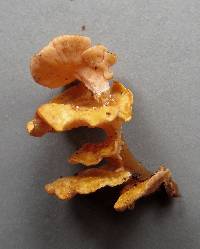 Podoserpula pusio var. tristis image