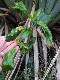 Puccinia coprosmae image