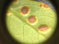 Puccinia coprosmae image