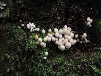 Coprinellus disseminatus image