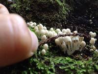 Coprinellus disseminatus image