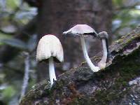 Coprinellus micaceus image