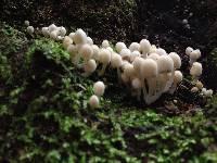 Coprinellus disseminatus image