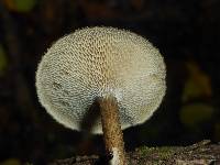 Polyporus arcularius image