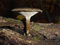 Polyporus arcularius image