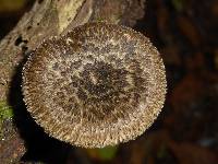 Polyporus arcularius image