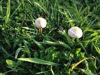 Agrocybe praecox image