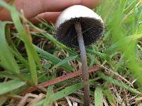 Panaeolus papilionaceus image