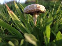 Agrocybe praecox image