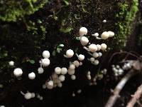 Coprinellus disseminatus image