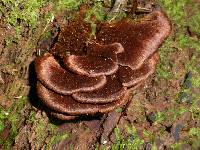 Image of Polyporus tabacinus