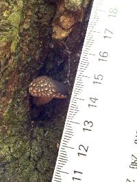 Lentinula novae-zelandiae image