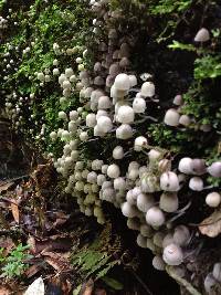 Coprinellus disseminatus image