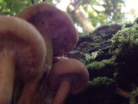 Agrocybe parasitica image