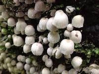 Coprinellus disseminatus image