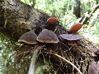 Auricularia cornea image