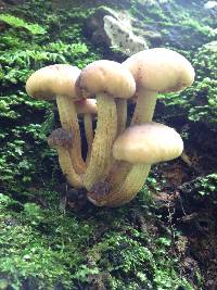 Agrocybe parasitica image