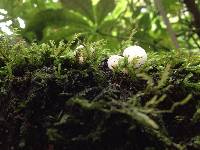 Favolaschia pustulosa image