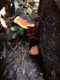 Pycnoporus coccineus image