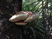 Laetiporus portentosus image