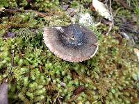 Russula griseoviridis image