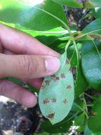 Puccinia coprosmae image