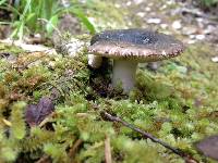 Russula griseoviridis image