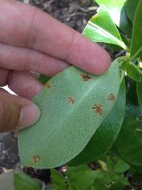 Puccinia coprosmae image