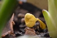 Leucocoprinus birnbaumii image