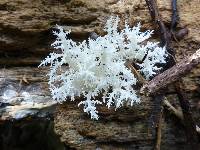 Hericium coralloides image