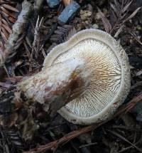 Paxillus involutus image