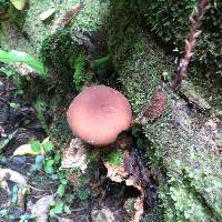 Agrocybe parasitica image