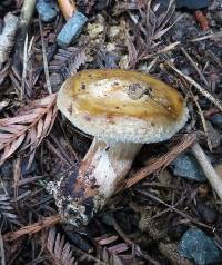 Paxillus involutus image