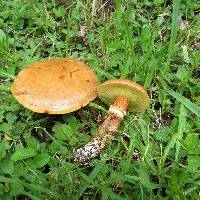 Suillus grevillei image