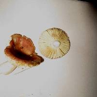 Image of Russula roseipes