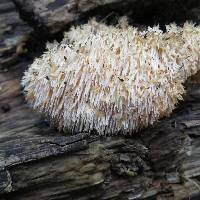 Hericium coralloides image