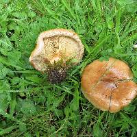 Paxillus involutus image